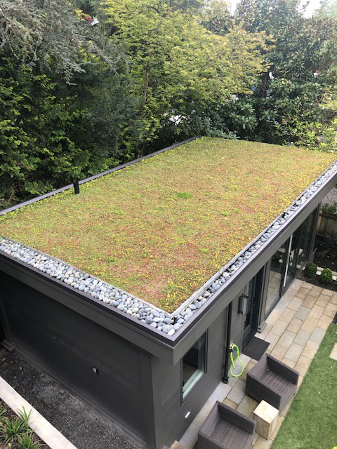 Green roof on Laurelhurst DADU
